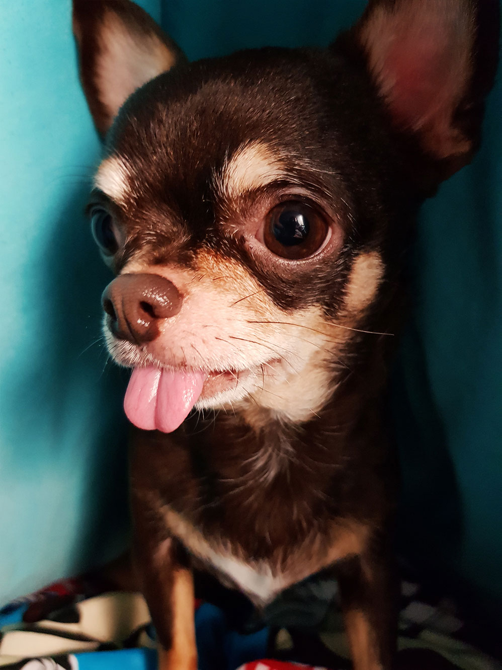 Marcold Chihuahua
