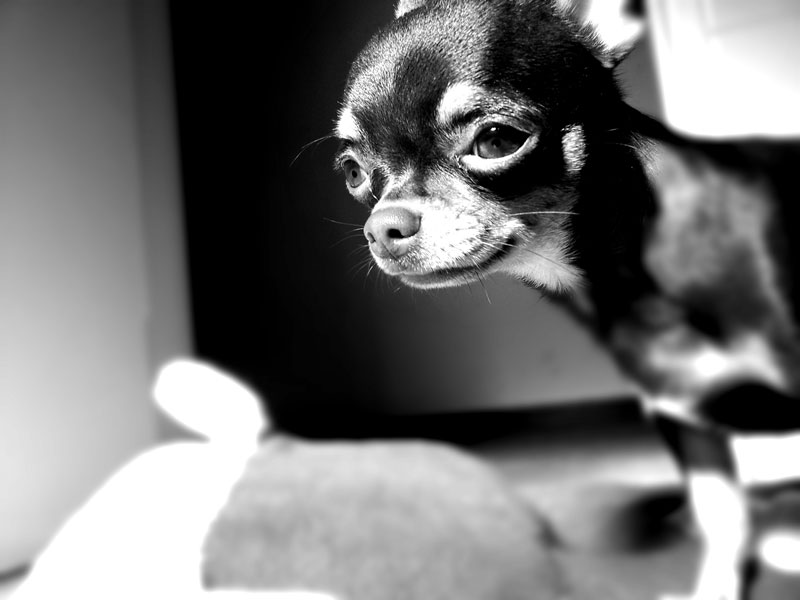 Marcold Chihuahua