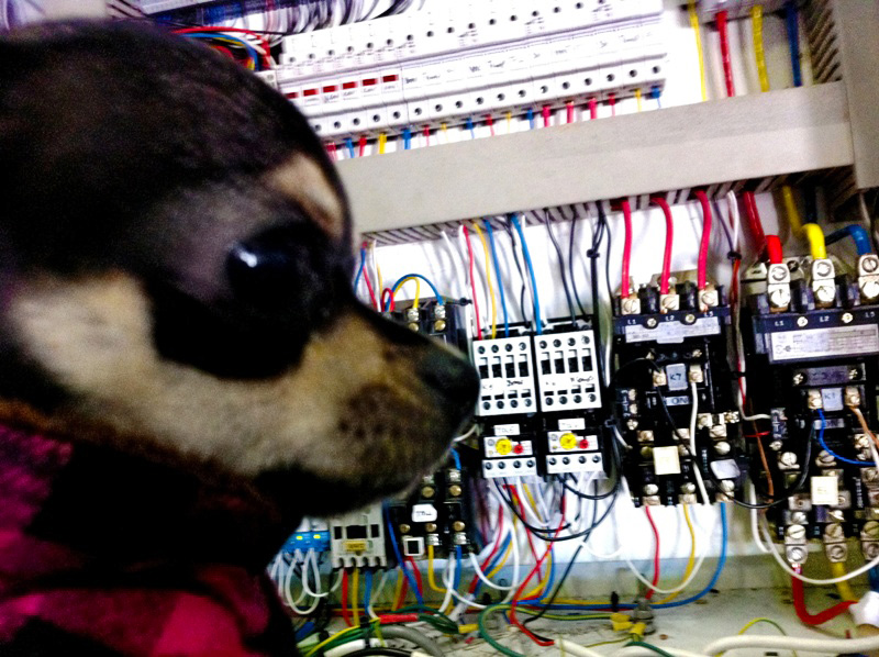 Marcold Chihuahua at workshop